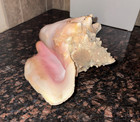 Bahamas Large Conch Seashell Ocean Beach Decor Nautical Decor Sea Shell 10 1 2 