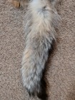 Just Tanned Grey Fox Pelt nice Fur No 2 Pelt  Cabin Craft soft Hide plush