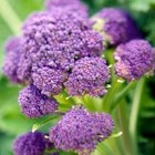 400  Early Purple Sprouting Broccoli Seeds   Non-gmo Heirloom Free Shipping