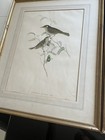 6 X 19th C Original Large Format Hand Coloured John Gould Lithos Framed Matted 