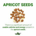 Bitter Apricot Kernels  1 Pound  Natural B17 Source California Grown
