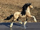 Breyer Traditional Model Horse Taskin  711150 Buckskin 2012 Breyerfest 1 750
