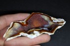 Agatized Fossil Coral  Tampa Bay  Florida