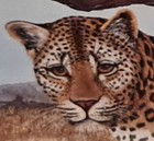 Cheetah Framed Print Wall Art Size 13  X 15 5 