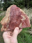 Giant Polished Petrified Wood Slab  447g  From Arizona