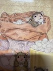 House-mouse Designs Hot Cocoa  Social House Mouse Wood Mounted Rubber Stamp