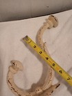 Vintage Extra Large Cast Iron  Horse Tack Coat Hook  20 