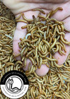 Live Mealworms  50-2000  S m l  reptile Feeders  Free Shipping