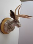 Snarling Jackalope With Certificate Of  authenticity 