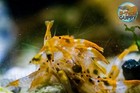 10  1 Orange Rili- Freshwater Neocaridina Aquarium Shrimp  Live Guarantee