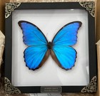 7 5  Blue Morpho Didius Butterfly Taxidermy Framed Real Insect Bug Specimen