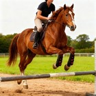 Red Light Therapy Wrap For Horse Leg Joint Pain Swelling Hoof Boot Inflammation