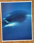 Vintage Space Nasa Photo Neptune Dark Spot  Voyager  Jpl Kodak Paper