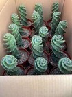  Tornado Succulent Cactus Plant Spiral Cereus Repandus Mill Cactaceae