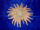 4- To 6  Multi-leg Starfish Sea Shell  Beach Decor Tropical Reef Crafts