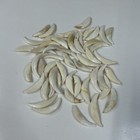 Lot Of 50 Damaged Cracked Coyote Fangs Teeth Goth Real Taxidermy Cleaned  3975