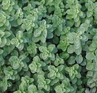 1000   Greek Oregano Seeds   Attracts Butterflies  Aromatic - Herbs Seeds Usa