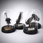 Trilobite - Fossils  Bell Jar Display Arthropods - Museum-quality Replicas X4 