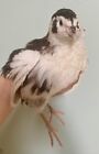 120-breeder s Choice Mix-coturnix Quail Hatching Eggs-2 Day Shipping