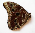 Morpho Deidamia Mariae  - Unmounted Butterfly