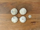 Fossilized Sea Biscuits   Holden Beach Fossil   Cretaceous Echinoid   Set Of 4