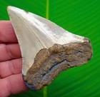 Megalodon Shark Tooth Real Fossil 3 40    No Restorations Sharks Teeth