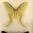 2 Framed Butterfly moths Brookiana Butterfly   Luna Moth Male Wall Art 8x12    