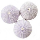 6-pack   Purple Sea Urchin Shell  2   Coastal Crafts Coastal Cottage Decorating
