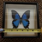 Papilio Ulysses Butterfly Specimen Display In Glass   Wood Picture Frame