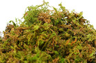 Supermoss  23825  Mountain Moss Dried  Natural  5lb Small Bale