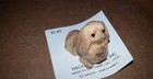 Lot Of 7 Hagen Renaker Mini Dog Figurines All Cards Stored Undamaged