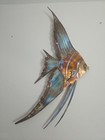 Large Copper Art Metal Angelfish Wall Sculpture     Signed 2018     Tropical Coastal