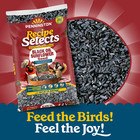 Pennington Select Black Oil Sunflower Seed Wild Bird Dry Feed  10 Lb  New Bag