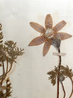Antique Herbarium Pressed Botanical Specimen 1899 Pasque Flower 15  X 10 