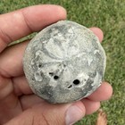 Sea Biscuit Fossil - Fossilized Sand Dollar Holden Beach Nc