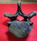 Rare Ice Age Pleistocene Fossil Manatee Vertebra  Withlacooche River  Florida 