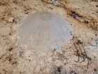 Circa 1930s 40 s Art Deco Gatsby Bursting Star 11 1 4  Glass Ceiling Light Shade
