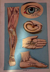 Antique 1916 Library Of Health Anatomical Flap Bookplate By E j Stanley