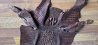 Large Nt Australian Saltwater Crocodile Leather Hide Skin - Soft Genuine Unique