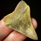 Great White Shark Tooth 1 62  Megalodon Teeth Era Fossil Unrestored