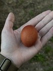 6  Dark Black Copper Maran Hatching Chicken Eggs