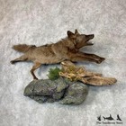  23133 P    Coyote Life-size Taxidermy Mount