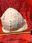 Queen Emperor Helmet Shell Large Seashell Natural Conch 12    Long 9    Wide  gs14 