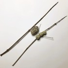 2x Natural Wasp Nest Polistes    Eumenes Taxidermy Vespidae Eumeninae J102
