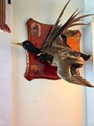 Vintage Mounted Mallard Duck On Wood With Pictures Of Hunter And Dog