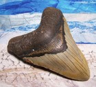 Megalodon Shark Tooth 4 1 4  Sharks Teeth Big Jaw Fossil Real Megladon Serrated