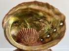 Vintage Abalone Seashell Table Lamp Nautical Nightlight - Works New Bulb Incl