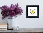 Real Framed Butterfly     Butterfly Moth Art Display Taxidermy Artwork Wall D  cor 