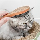 Soft Boar Bristle Pet Grooming Brush Wood Handle For Cats Dogs Small Animals