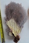 3 - Natural Sea Fan - Coral - Sea Whip - Free Shipping 8x5  7x4  7 5x7 Inches